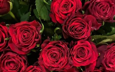 Una setmana de Sant Jordi plena de cultura i comunitat a Brussel·les!