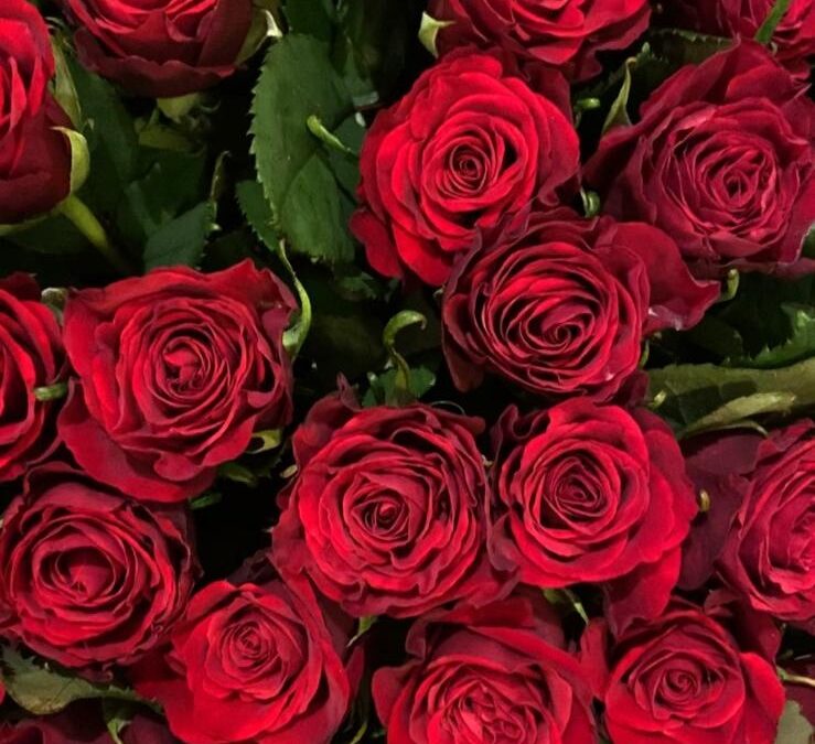 Una setmana de Sant Jordi plena de cultura i comunitat a Brussel·les!